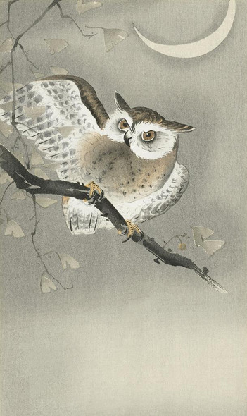 Long-eared Owl In Ginkgo (1900 - 1930) by Ohara Koson
(PRT_5572) - Canvas Art Print - 19in X 32in