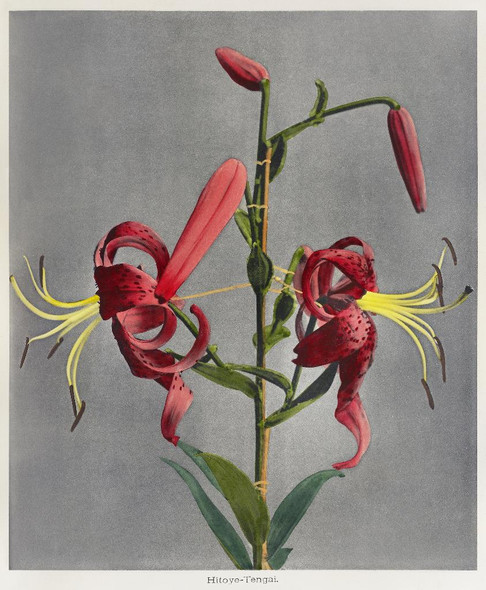 Lily, Hand‚Äìcolored Collotype From Some Japanese Flowers 4(1896) by Kazumasa Ogawa.
(PRT_5448) - Canvas Art Print - 23in X 27in