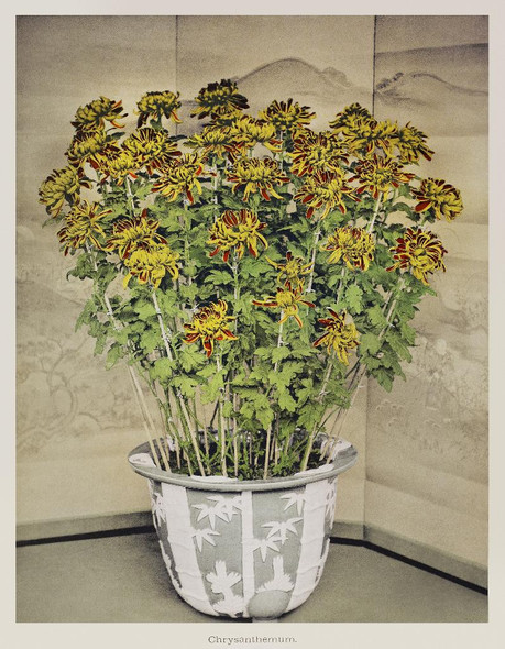 Chrysanthemum, Hand-colored Collotype From Some Japanese Flowers (1896) by Kazumasa Ogawa
(PRT_5429) - Canvas Art Print - 22in X 28in