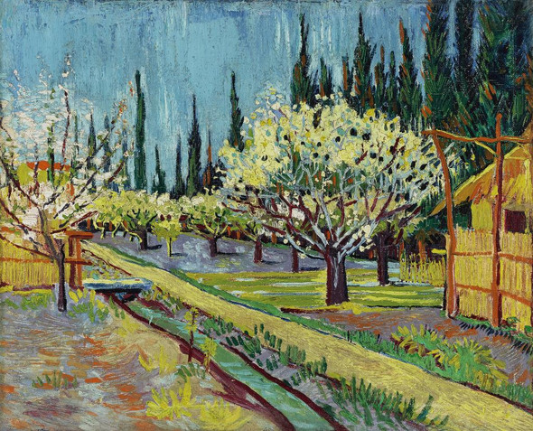 Orchard Bordered By Cypresses (1888) by  Vincent Van Gogh
(PRT_5311) - Canvas Art Print - 18in X 15in