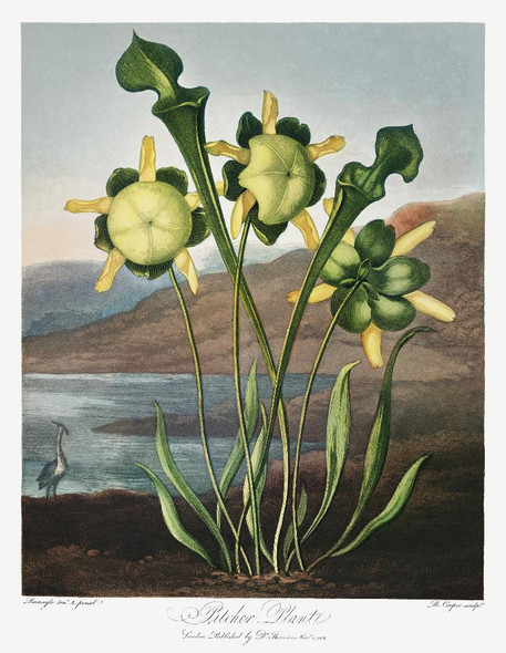 Pitcher Plant From The Temple Of Flora (1807) by  Robert John Thornton
(PRT_5312) - Canvas Art Print - 27in X 35in