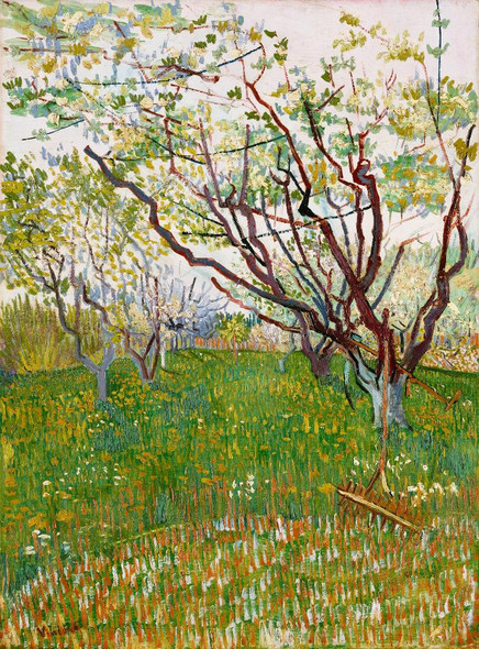 The Flowering Orchard (1888) by Vincent Van Gogh
(PRT_5333) - Canvas Art Print - 17in X 22in