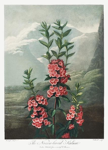 The Narrow‚ÄìLeaved Kalmia From The Temple Of Flora (1807) by Robert John Thornton
(PRT_5336) - Canvas Art Print - 21in X 29in