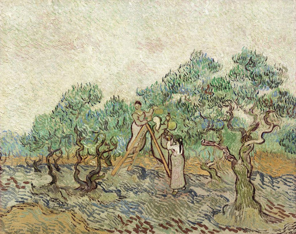 The Olive Orchard (1889) by Vincent van Gogh
(PRT_5340) - Canvas Art Print - 23in X 18in