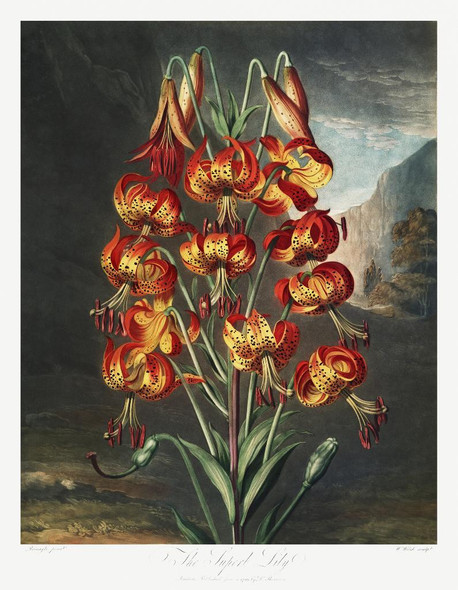 The Superb Lily From The Temple Of Flora (1807) by Robert John Thornton
(PRT_5353) - Canvas Art Print - 27in X 35in