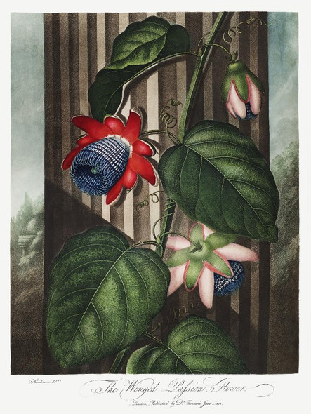 The Winged Passion-Flower From The Temple Of Flora (1807) by Robert John Thornton
(PRT_5356) - Canvas Art Print - 28in X 37in