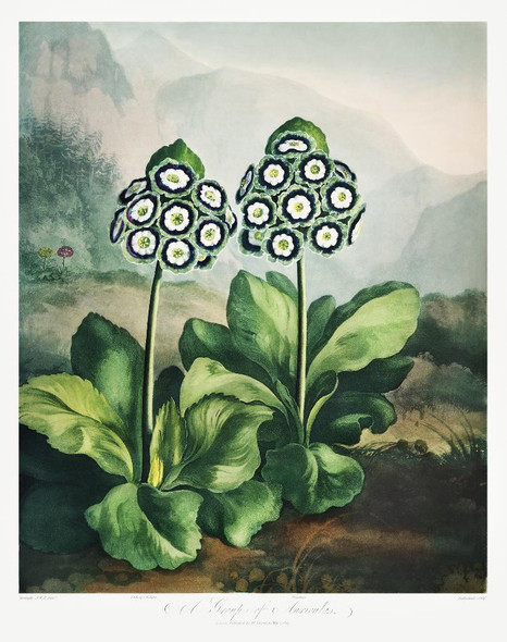 A Group Of Auriculas From The Temple Of Flora 2(1807) by Robert John Thornton
(PRT_5361) - Canvas Art Print - 28in X 36in