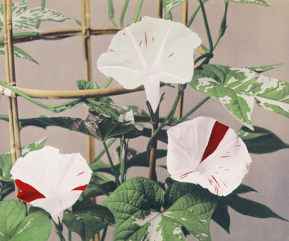Beautiful Photomechanical Striped Bindweed Flowers (1887‚Äì1897) By Ogawa Kazumasa by Ogawa Kazumasa
(PRT_5407) - Canvas Art Print - 21in X 18in
