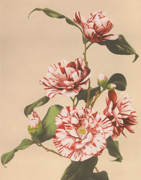 Beautiful Photomechanical Striped Camellias (1887‚Äì1897) By Ogawa Kazumasa by Ogawa Kazumasa
(PRT_5408) - Canvas Art Print - 18in X 22in