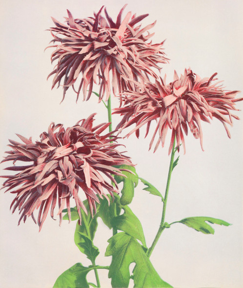 Beautiful Photomechanical Three Pink Chrysanthemum (1887‚Äì1897) By Ogawa Kazumasa by Ogawa Kazumasa
(PRT_5409) - Canvas Art Print - 19in X 23in