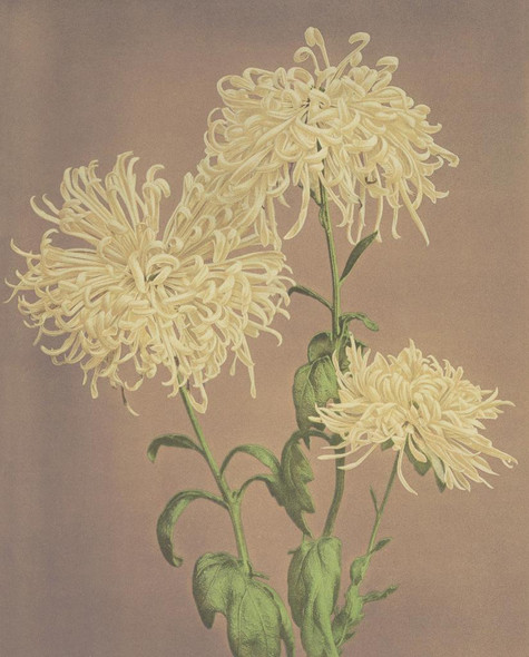 Beautiful Photomechanical Three Yellow Chrysanthemums (1887‚Äì1897) by Ogawa Kazumasa
(PRT_5410) - Canvas Art Print - 17in X 21in