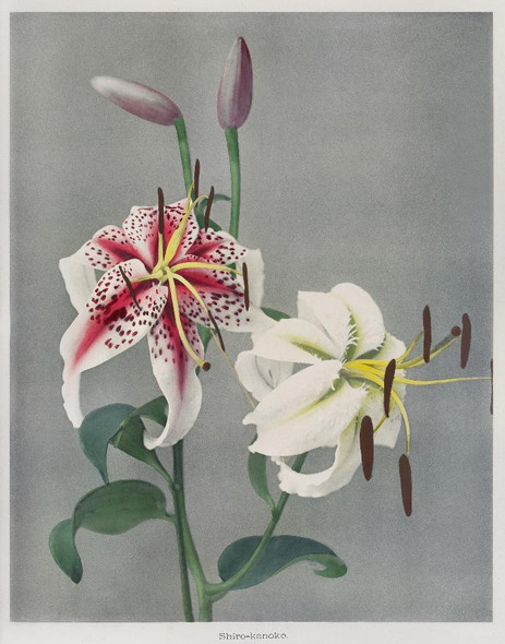 Lily, Hand‚Äìcolored Collotype From Some Japanese Flowers (1896)  by Kazumasa Ogawa
(PRT_5416) - Canvas Art Print - 24in X 30in