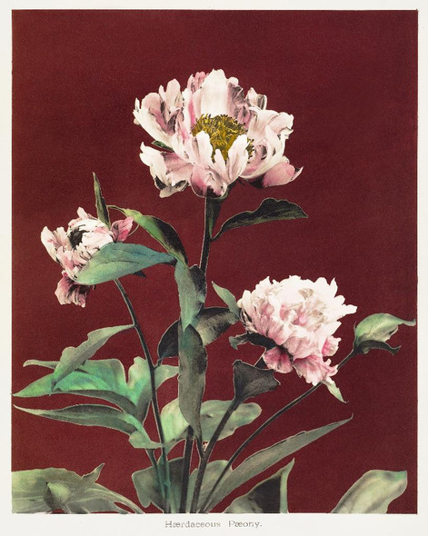 H√¶rdaceous Peony, Hand‚Äìcolored Collotype From Some Japanese Flowers 2(1896) by Kazumasa Ogawa
(PRT_5413) - Canvas Art Print - 22in X 27in