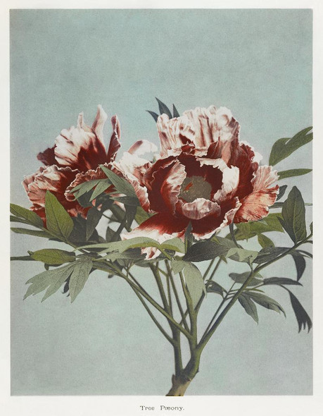 Tree Peony, Hand‚Äìcolored Collotype From Some Japanese Flowers (1896) by Kazumasa Ogawa
(PRT_5422) - Canvas Art Print - 23in X 29in