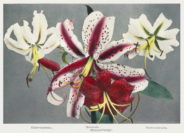Lily, Hand‚Äìcolored Collotype From Some Japanese Flowers 6(1896) by Kazumasa Ogawa
(PRT_5450) - Canvas Art Print - 27in X 20in