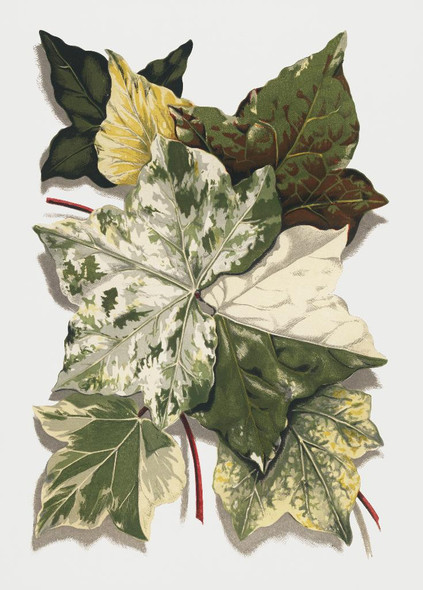 Various Ivy Leaves From The Ivy, A Monograph (1872) by Shirley Hibberd (1825‚Äì1890)
(PRT_5461) - Canvas Art Print - 25in X 34in