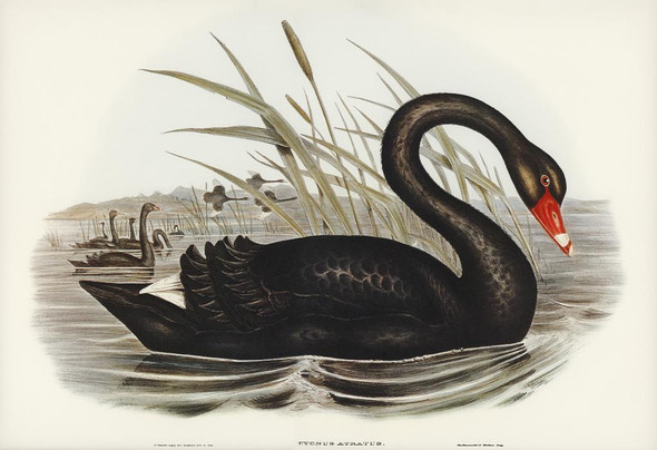 Black Swan (Cygnus Atratus) by Elizabeth Gould 
(PRT_5468) - Canvas Art Print - 26in X 18in