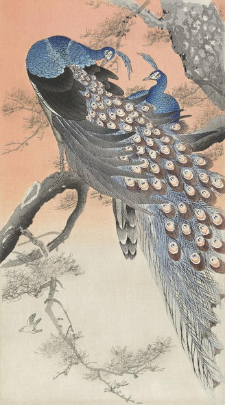 Two Peacocks On Tree Branch (1900 - 1930) by Ohara Koson
(PRT_5554) - Canvas Art Print - 18in X 33in