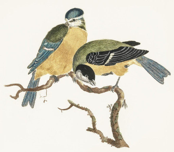 A Blue Tit And A Great Tit By Johan Teyler (PRT_5694) - Canvas Art Print - 32in X 28in