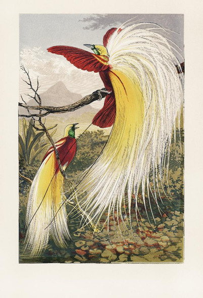 The Bird Of Paradise By Benjamin Fawcett (PRT_5756) - Canvas Art Print - 25in X 37in