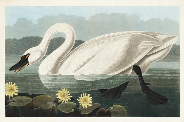 Common American Swan From Birds Of America (1827) By John James Audubon (PRT_6300) - Canvas Art Print - 23in X 15in