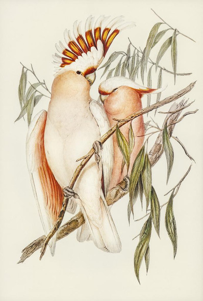 Leadbeater's Cockatoo (Cacatua Leadbeaterii) Illustrated By Elizabeth Gould (PRT_6338) - Canvas Art Print - 18in X 27in