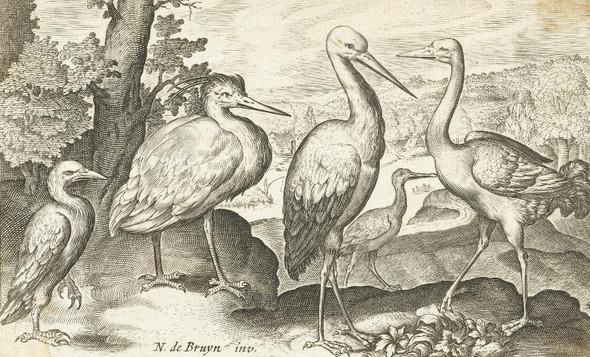 Stork, Crane, Heron And Spoonbill By Nicolaes De Bruyn (PRT_7980) - Canvas Art Print - 27in X 17in