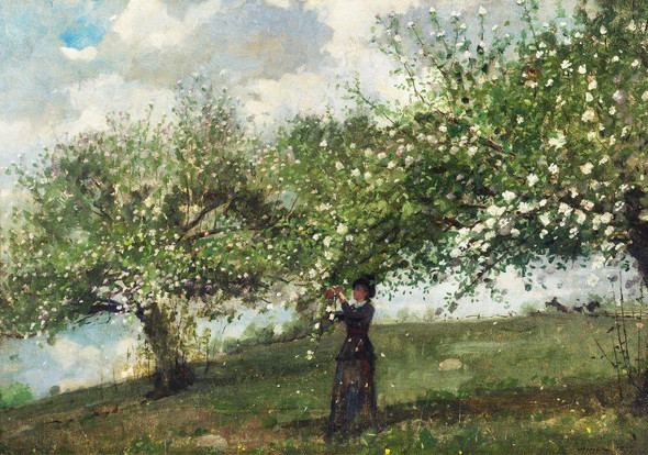 Girl Picking Apple Blossoms (1879) By Winslow Homer (PRT_8325) - Canvas Art Print - 26in X 18in