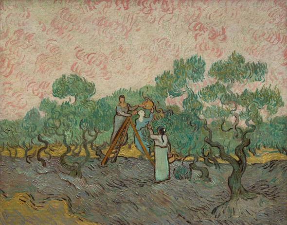 Women Picking Olives (1889) By Vincent Van Gogh (PRT_8498) - Canvas Art Print - 22in X 17in