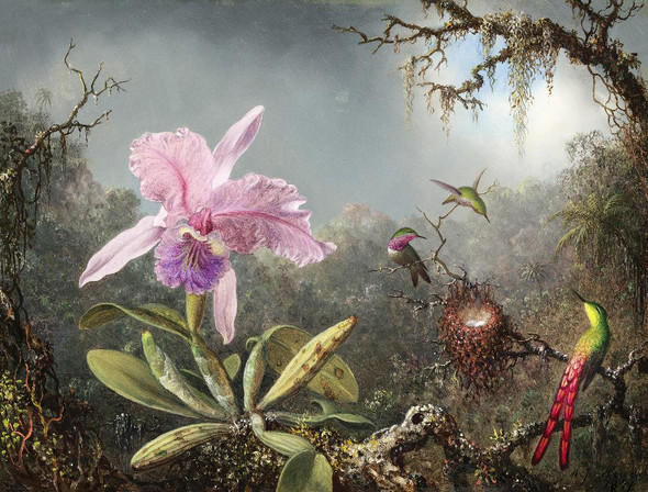 Cattleya Orchid And Three Hummingbirds (1871) By Martin Johnson Heade (PRT_9467) - Canvas Art Print - 23in X 18in