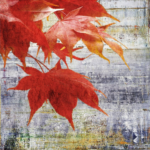 Leaf,Red and Energy,Maple leaf,Red Maple Leaf,Beauty Of red Leaf
