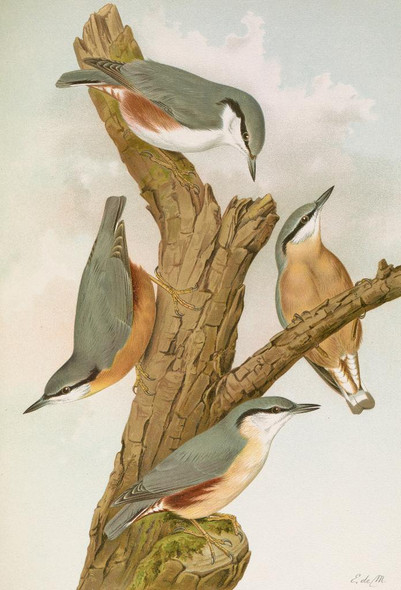 Sitta Europaea Caesia, Sitta Europaea L By Johann Friedrich Naumann (PRT_9730) - Canvas Art Print - 24in X 36in