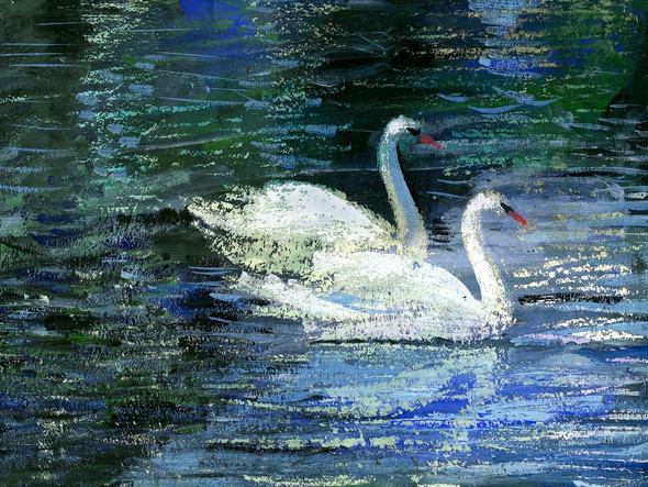 birds, swan, pair of swan, couple, couple of swan, swan in water, pond