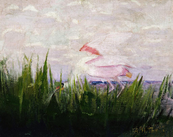 Roseate Spoonbill, Study For Book Concealing Coloration In The Animal Kingdom By Abbott Handerson Thayer (PRT_9774) - Canvas Art Print - 32in X 25in