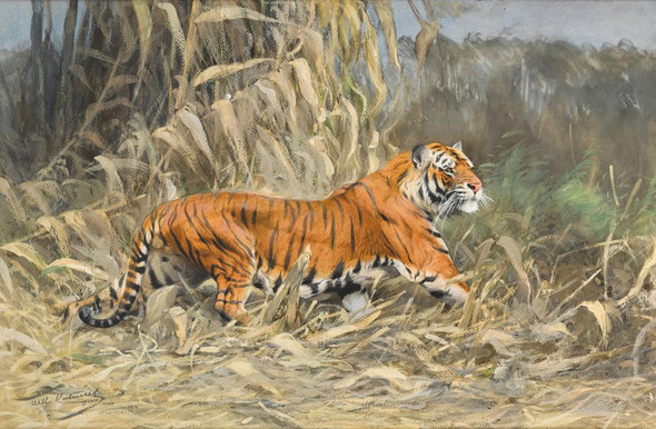 Im Dschungel (Tiger) By Wilhelm Kuhnert (PRT_9843) - Canvas Art Print - 23in X 15in