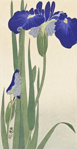 Blue Irises (1900) By Ohara Koson (PRT_10426) - Canvas Art Print - 19in X 37in