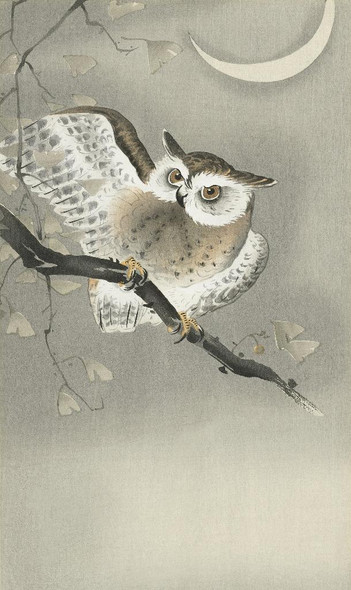 Long-eared Owl In Ginkgo (1900) By Ohara Koson (PRT_10439) - Canvas Art Print - 19in X 32in