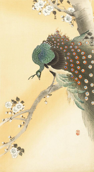 Peacock On A Cherry Blossom Tree (1900) By Ohara Koson (PRT_10441) - Canvas Art Print - 18in X 32in