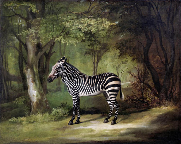 Zebra (1763) By George Stubbs (PRT_10478) - Canvas Art Print - 18in X 15in