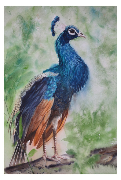 Beautiful Peacock (ART_8295_60574) - Handpainted Art Painting - 14in X 20in