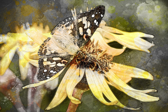 Insect Butterfly Vanessa Cardui (PRT_7809_63875) - Canvas Art Print - 36in X 24in