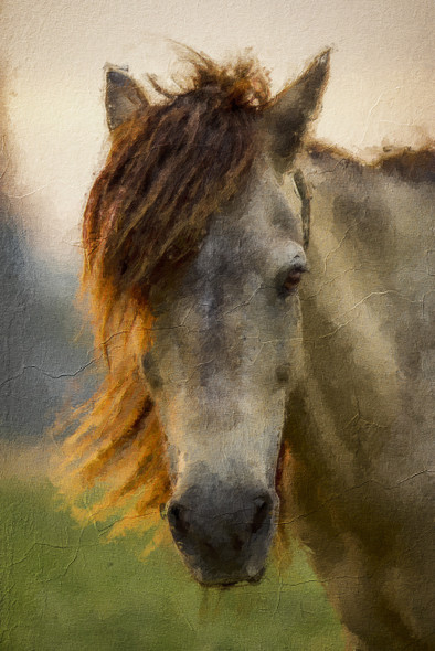 Horses  (PRT_7809_63872) - Canvas Art Print - 36in X 53in
