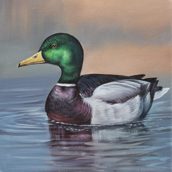 MALLARD DUCK BY ARTOHOLIC (ART_3319_64919) - Handpainted Art Painting - 24in X 24in