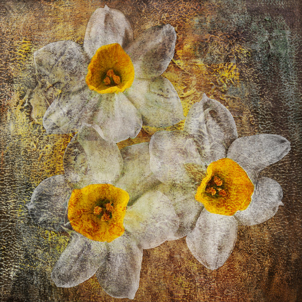 Flower03 - 32in X 32in,41Narcissus04_3232,Yellow, Brown,80X80,Replicas Art Canvas Painting