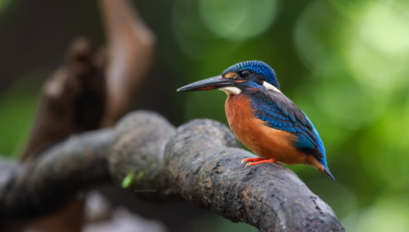 Shades of blue in a Kingfisher (PRT_8270_66863) - Canvas Art Print - 56in X 32in