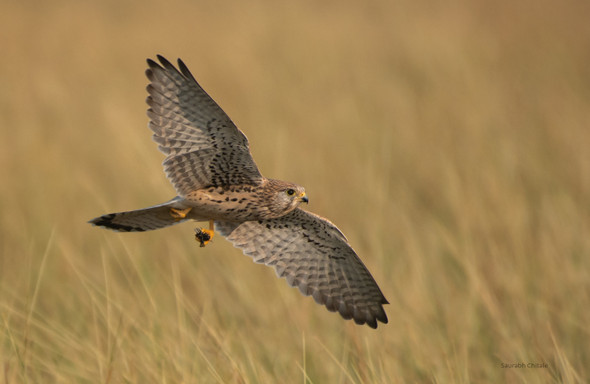 Bird of prey with a catch (PRT_8270_66854) - Canvas Art Print - 29in X 19in