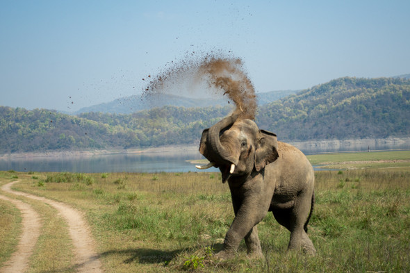 Elephant on Musth (PRT_8270_66826) - Canvas Art Print - 43in X 29in