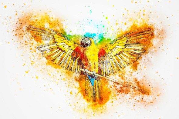 Bird Ara Parrot Wings (PRT_7809_67217) - Canvas Art Print - 30in X 20in