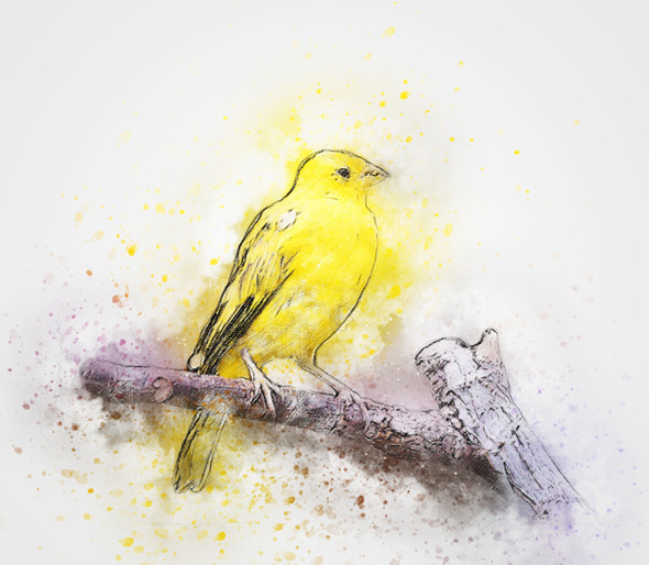 Bird Color  (PRT_7809_67265) - Canvas Art Print - 26in X 22in