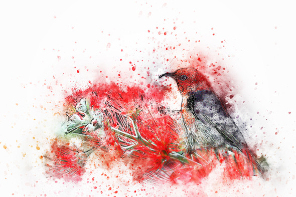 Bird Feathers  (PRT_7809_67305) - Canvas Art Print - 30in X 20in